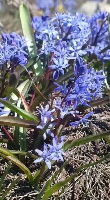 Konya’da doğa canlandı, kartpostallık bahar manzaraları çıktı 15